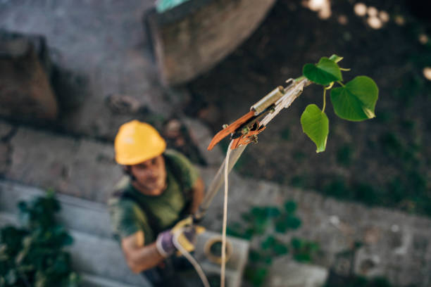 Best Tree and Shrub Care  in River Road, WA