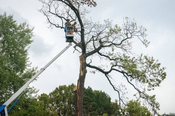 Best Leaf Removal  in River Road, WA