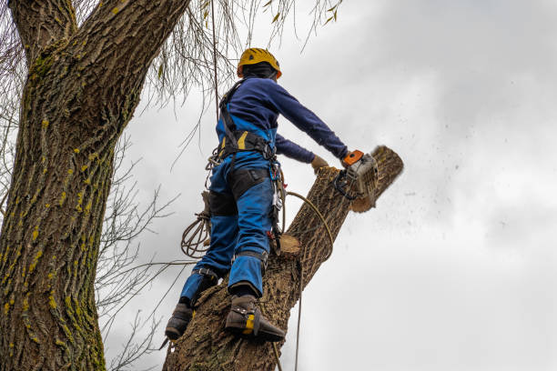 Best Fruit Tree Pruning  in River Road, WA