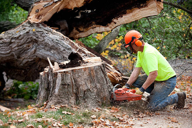 Best Lawn Grading and Leveling  in River Road, WA