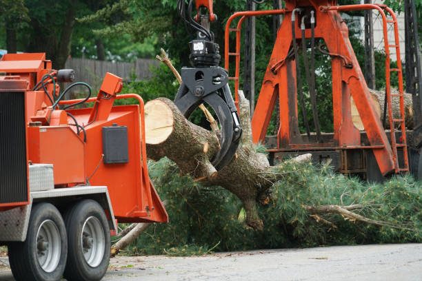 Best Palm Tree Trimming  in River Road, WA