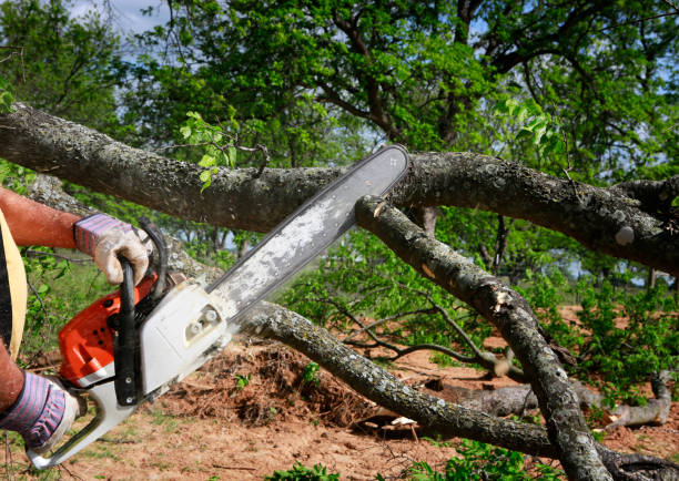 Best Tree Mulching  in River Road, WA